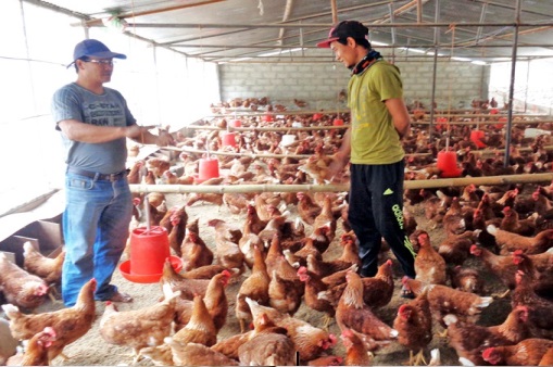 Breeder Farm Management Dashboard